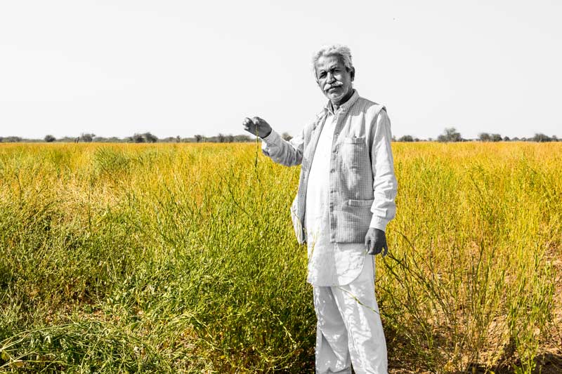 Khadin-A Nature-Based Solution for Water for Agriculture in Thar Desert, Jaisalmer district, Rajasthan - Chatar Singh showing taramira crop grown with water purchased from Derasar Khadin